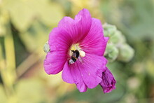 Striped Bumblebee On Pink Petunia Flower Closeup On Green Leaves Background At Summer Day