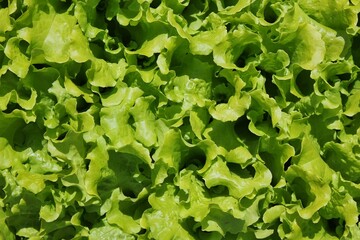 green lettuce leaves