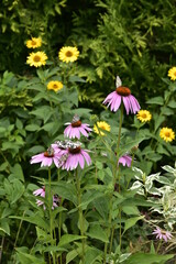 Wall Mural - Blooming summer flowers, lilies, echinacea, rudbeckia in the garden on a summer bed, on a bright, warm day.