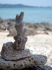 Poster - Close-up of coral by beach and ocean