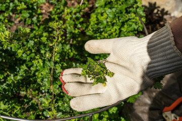 Sticker - Hand holding gooseberry leaves with caterpillars on them