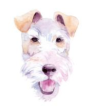 Watercolor Drawing Of A Pet - Dog. Smooth Fox Terrier