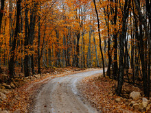 Autumn Forest Road Trees Fallen Leaves Landscape
