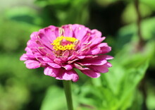 Lilac Zinnia In The Garden In Summer. Floral Background For Cover Or Flyer When Selling Seeds. Cultivation And Selection Of Beautiful Annual Flowering Buds.