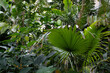 Tropische Pflanzen 