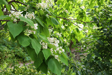 Catalpa Subtropical Tree Blossom. Close-up Of White Catawba Flowers