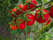 Pomodori ciliegini nell'orto. Cherry tomato.