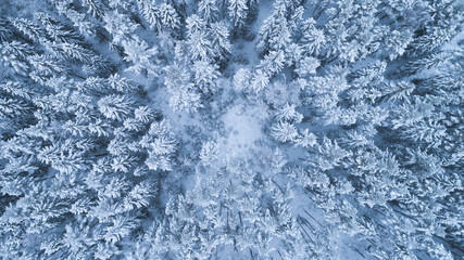 Wall Mural - Aerial view of winter forest during frosty day.
