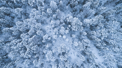 Wall Mural - Aerial view of a winter snow-covered pine forest. Winter forest abstract texture. Aerial drone view of a winter landscape.  Aerial photography.