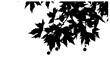 Black sycamore leaves with seeds on a white background. Silhouettes of leaves with branches hanging overhead. Vector graphic.