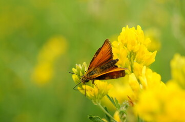 Canvas Print - A beautiful little butterfly on a yellow wildflower.