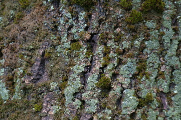 Wall Mural - lichen on stone