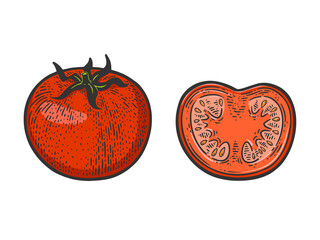 Wall Mural - Tomato sketch raster illustration