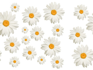 Seamless chamomiles pattern on a white background