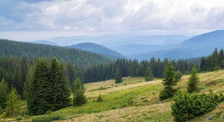 Wall Mural - amazing panoramic view with morning mists and low clouds over the tree-covered mountain slopes, rhod
