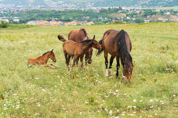 Sticker - herd of horses