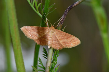 Poster - Rostspanner, Violettroter Kleinspanner, Weinroter Triftenflurspanner // Tawny wave (Scopula rubiginata)