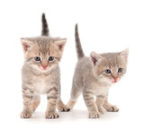 Fototapeta Koty - Two small gray kitten.