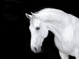 Fototapeta Do przedpokoju - Pferd Black Background