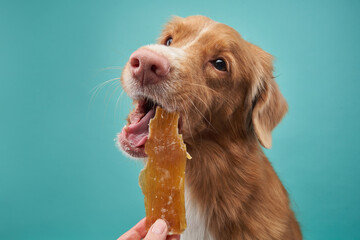 the red dog is eating a snack. Natural feeding of the pet. 