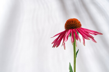 Wall Mural - The echinacea flower is set against a white wall with blurred shadows. Herbal Alternative Medicine. Floral background, template. Copy space.