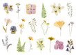 Set with beautiful dried meadow flowers on white background