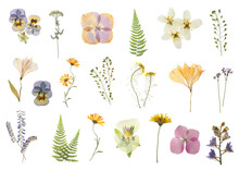 Set With Beautiful Dried Meadow Flowers On White Background