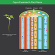 Figure Expanded A Plant Stems. Figure expanded for explain a plants transport nutrient and water in stems. Illustration..