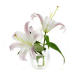 Pink lily flowers isolated on white background