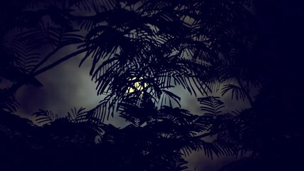 Wall Mural - the full moon peeps through the branches of palm trees and exotic trees on the seashore. background 