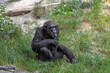 a chimpanzee sitting in the grass