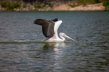 Spot-billed Pelican (Pelecanus Philippensis) Fly Down Into The Water Surface. Side View.