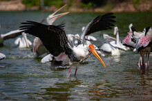 The Painted Stork (Mycteria Leucocephala) Standing And Lift Up The Wings In Pond. Close Up, Side View.