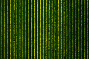 Poster - Top view of rows blackcurrant bushes. Aerial photography, drone shot.