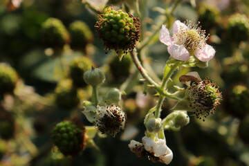 Wall Mural - flower of a blackberry