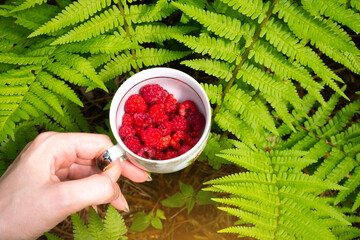 Wall Mural - Girl holding fresh red raspberry..Fern growing in the forest. Green leaves of plants. Relaxing and travel, wanderlust concept.