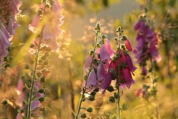 Fotomurales - Purple foxglove in the Sudetes Mountains at sunrise
