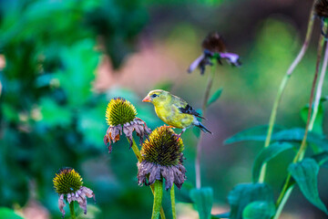 Wall Mural - Goldfinch on flower