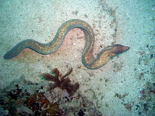 White eyed Moray (Gymnothorax Thyrsoides) in the filipino sea 6.1.2015