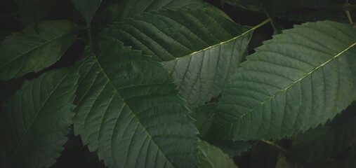 Wall Mural - dark green leaves background abstract green texture, nature backgrounds, tropical leaves