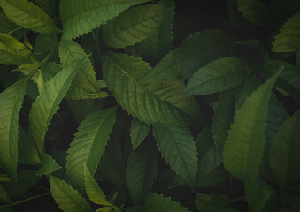 Wall Mural - dark green leaves background abstract green texture, nature backgrounds, tropical leaves