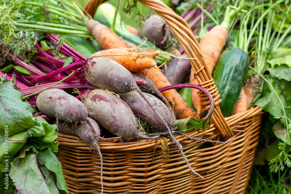 Obraz na płótnie Koszyk pełen świeżych warzyw. Ekologiczne warzywa uprawiane w przydomowym ogródku w salonie
