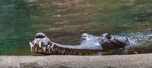Gharial Crocodile 