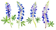 Watercolor Bluebonnets. Hand Drawn Flowers. Isolated On White Background