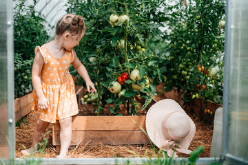 Wall Mural - girl harvests in autumn, hot sunny summer, tomatoes in a greenhouse