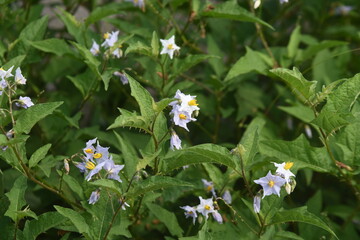 Sticker - Carolina horsenettle flowers. Solananaceae perennial plant.