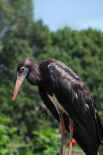 Ciconia Abdimii Aka Abdim's Stork Or White-bellied Stork, A Black Stork With Grey Legs, Red Knees And Feet, Grey Bill And White Underparts. It Has Red Facial Skin In Front Of The Eye And Blue Skin.