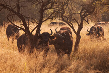 Herd Of Wildebeest Buffalo