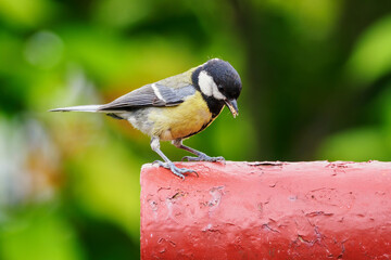 Sticker - A cognac with a feed in its beak outside.