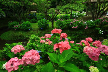 岩手県北上市　紫陽花とお滝さん